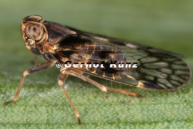 Cixius_92_2.jpg