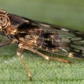 Cixius 92 2