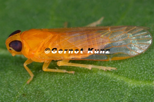 Heplaxius 2 - Heplaxius_2.jpg Heplaxius_2.jpg