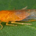 Heplaxius 2