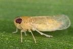 Heplaxius crudus 1 2