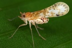 Noabennarella costaricensis 1 2