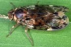 Pentastirini 40 2