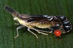Cixiinae