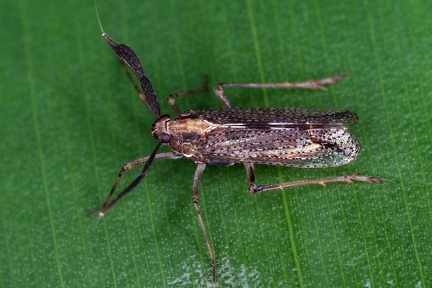 Copicerus irroratus 1 2