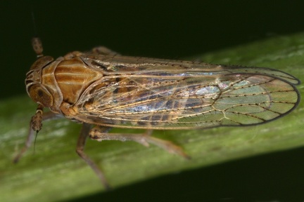 Metadelphax propinqua2 2