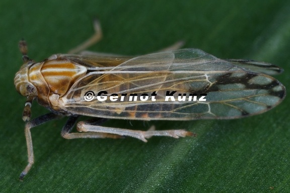 Peregrinus maidis6 2