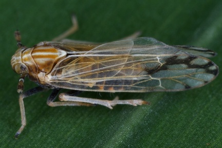 Peregrinus maidis6 2