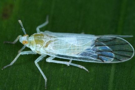 Saccharosydne cf gracilis Neomalaxa flava1 2