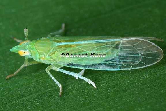 Saccharosydne saccharivora 2 2v
