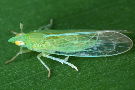 Saccharosydne saccharivora 2 2v