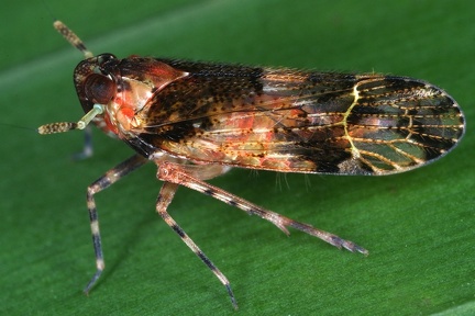 Ugyops 2 2