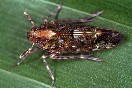 Ugyops 7 2