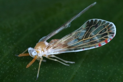 Anotia 5