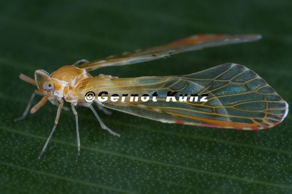 Anotia 6