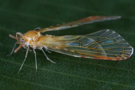 Anotia 6