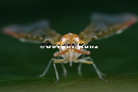 Anotia 7