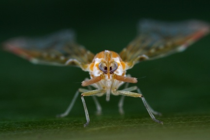 Anotia 7