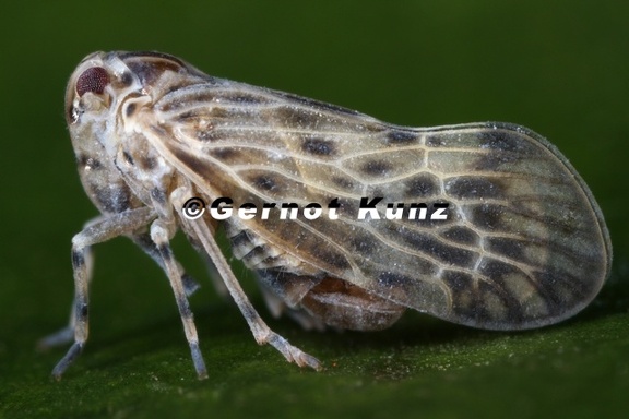 Cedusa maculata GROUP 3