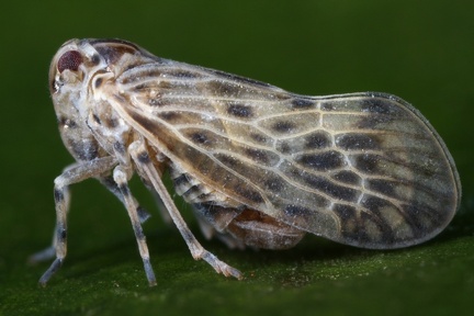 Cedusa maculata GROUP 3