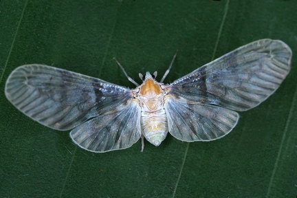 Derbinae 2 2