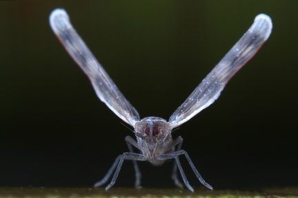 Derbinae 2 2 001