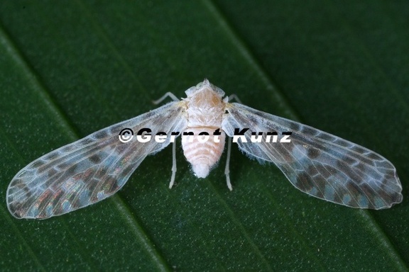 Derbinae 3 2