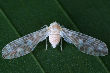 Derbinae 3 2