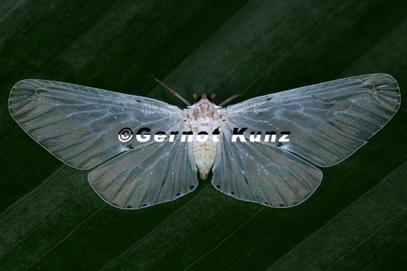 Derbinae 54 2