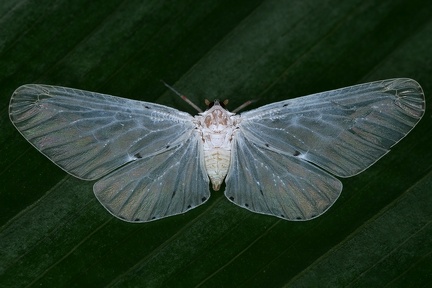 Derbinae 54 2