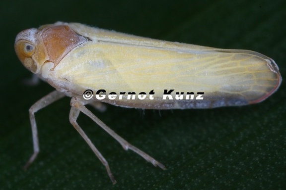 Omolicna 2