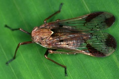 Cladodiptera or Diacira 2