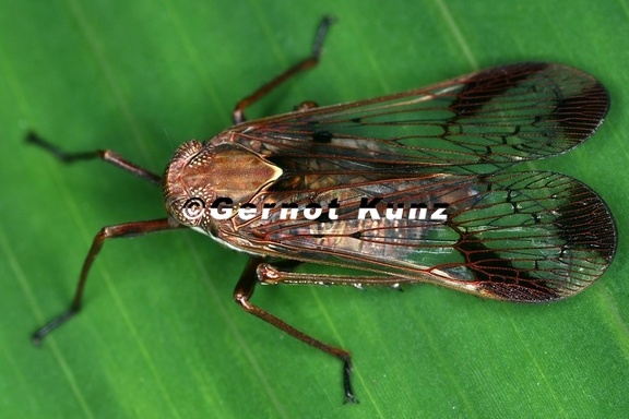 Cladodiptera or Diacira 2