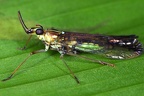 Dictyopharidae