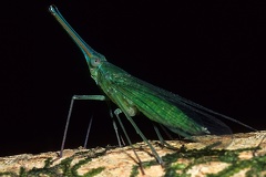 Lappida  1