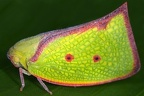 Carthaeomorpha rufipes 1 4