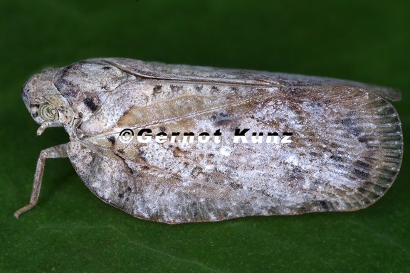 Flatoidinus 6