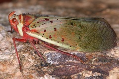 Copidocephala guttata 1 3