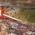 Copidocephala guttata 1 3