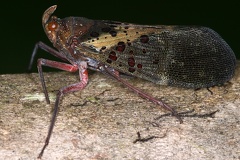 Copidocephala viridiguttata cf6 2