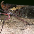 Copidocephala viridiguttata cf6 2