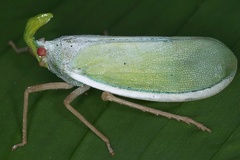 Enchophora prasina 1 2