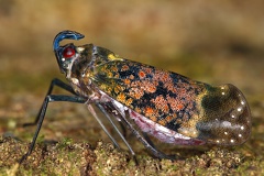 Enchophora sanguinea 8 2