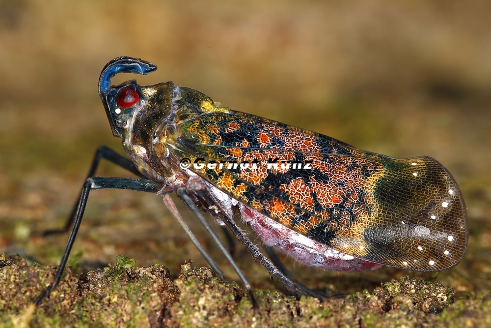 Enchophora sanguinea 8 2