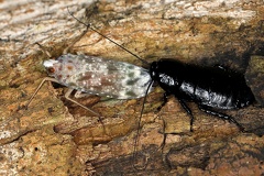 Enchophora sp  6 2