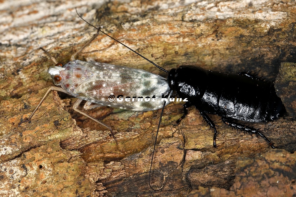Enchophora sp  6 2