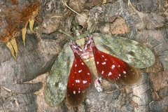 Enchophora stillifera 1 2