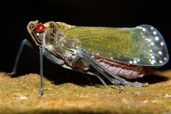 Enchophora subviridis cf1 2