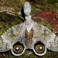 Fulgora cf laternaria  Peanut-headed Lanternfly  Machaca 11 3