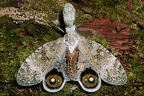 Fulgora cf laternaria  Peanut-headed Lanternfly  Machaca 11 3